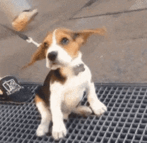 Funny Beagle Puppy with Flapping Ears