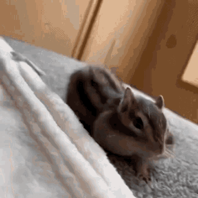Chipmunk's Adorable Morning Stretch