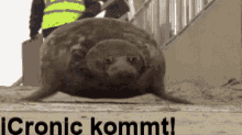 Icronic Robbe