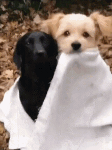 Hugs And Cuddles