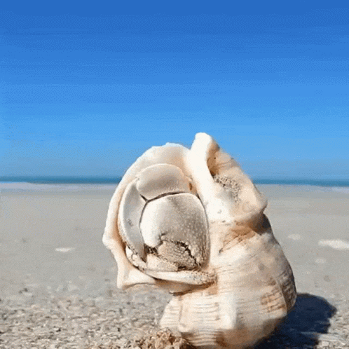 Hermit Crab Emerges from Seashell on Beach