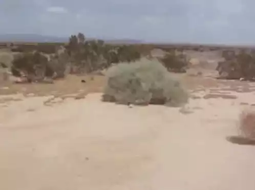 Rolling Tumbleweed in Desert Silence