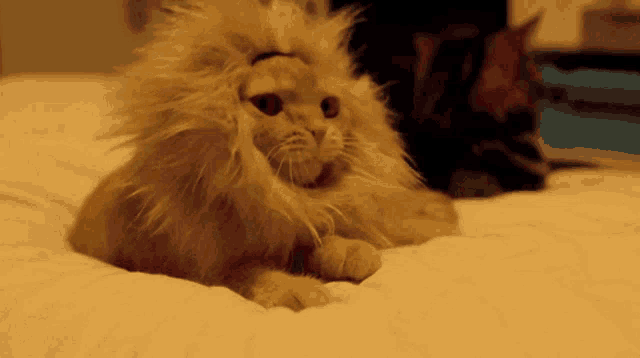Rawr Cat Yawning in Lion Wig