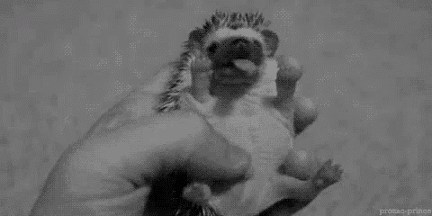 Cute Small Hedgehog Yawning