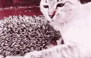 Cute Cat and Hedgehog Cuddle