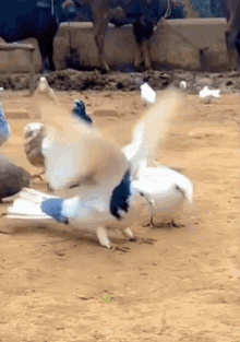 GIF uploaded by Funnygirl