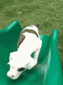 Determined Puppy Never Gives Up on the Slide!