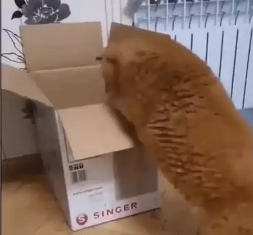 Kitty's Epic Box Jump Fail