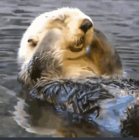 Funny Sea Otter Waking Up