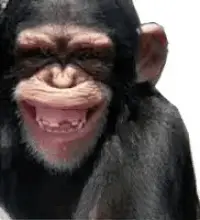 Monyet Lucu: Funny Chimpanzee Smiling