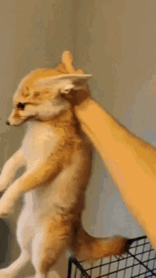 GIF