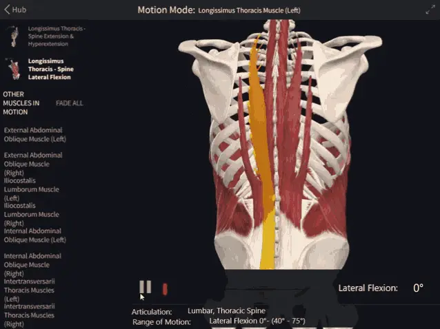 Longissimus Thoracis Muscle: Spine Lateral Flexion