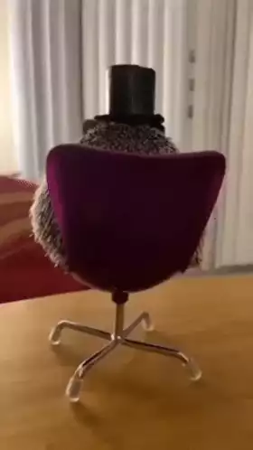 Briankik the Hedgehog's Chair Turn