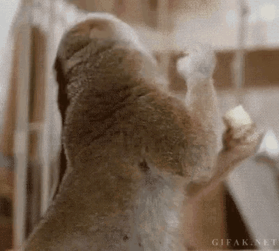 Adorable Slow Loris Eating a Snack