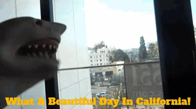 Shark Puppet What A Beautiful Day In California