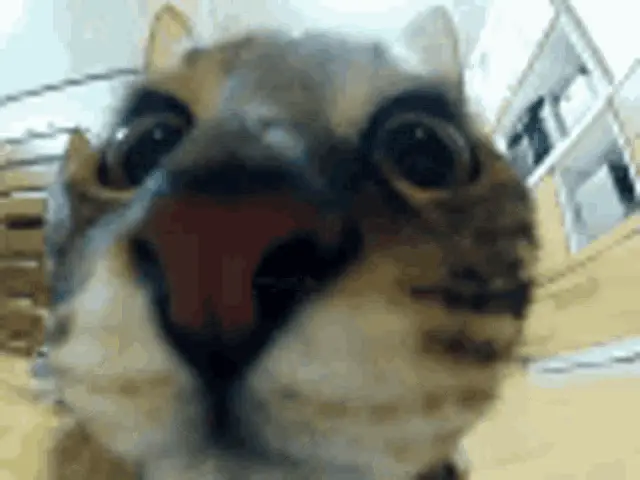 Funny Cat Close-up