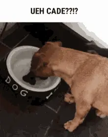 He Just Wants the Bone
