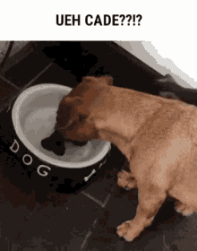 He Just Wants the Bone