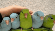 Birds Of A Feather: Petting Cute Parakeets