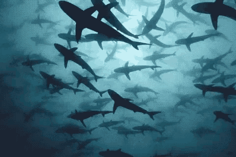 Sharks Swimming