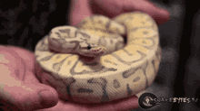 GIF آپلود شده توسط Kevin