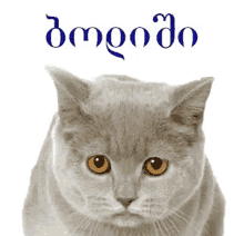 ბოდიში მაპატიე