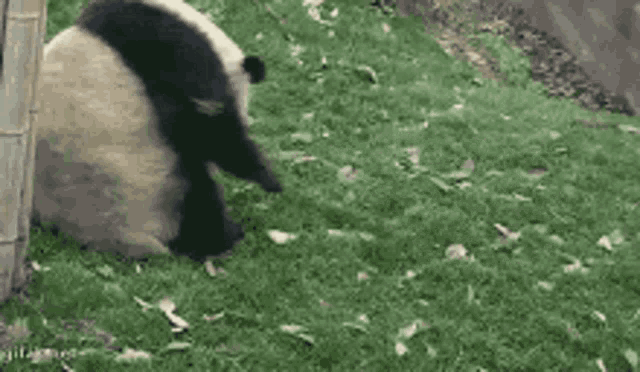 Playful Panda Rolling Down Hill