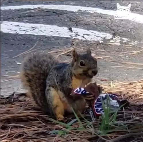 Squirrel Snacking on a Snickers Bar