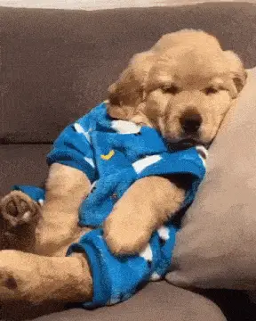 Gokacik O Yerim: Pijamalı Yavru Köpek – meme of the day, free download no watermark 2026