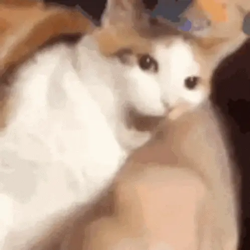Cute Cat Gently Bites Arm