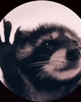 Raccoon Rave Dance