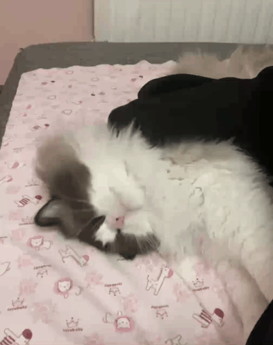 Спящий котик на одеяле