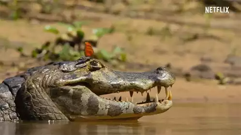 Alligator with Butterfly on Eye from Netflix