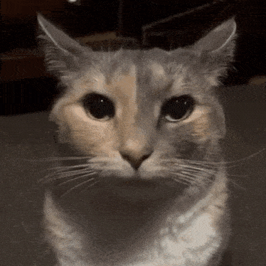 Silly Cat Staring Intensely