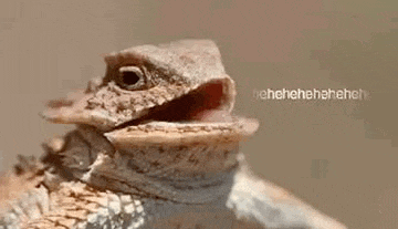 Lizard's Hilarious 'He He He' Laugh