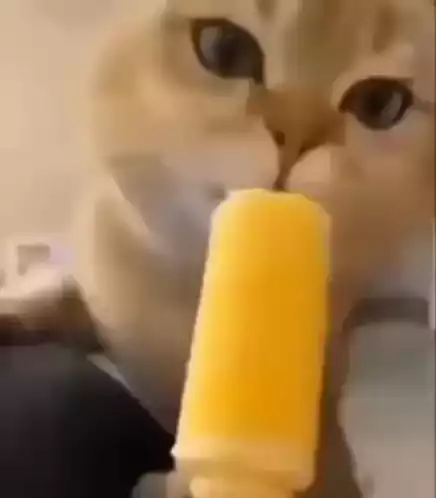 Cute Cat Enjoys Yellow Popsicle