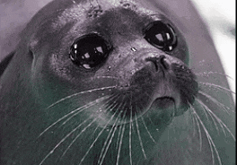Sad Scrunkle Seal