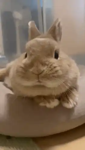 Adorable Bunny Nose Twitch