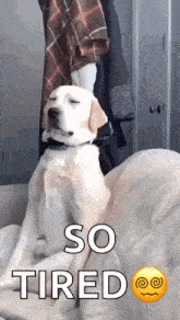 GIF uploaded by Saff