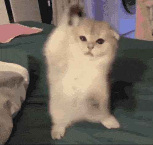 Cute Kitten Dancing on Bed