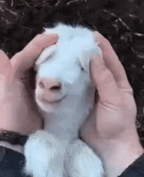 A La Folie: Adorable Baby Goat Being Petted