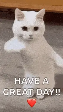 White Cat Says Have A Great Day - T Skynet Charly Zaragoza Tv