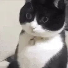 Surprised Black and White Cat Stare