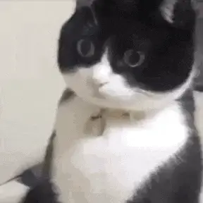Surprised Black and White Cat Stare – cat meme GIF free download no watermark 2026