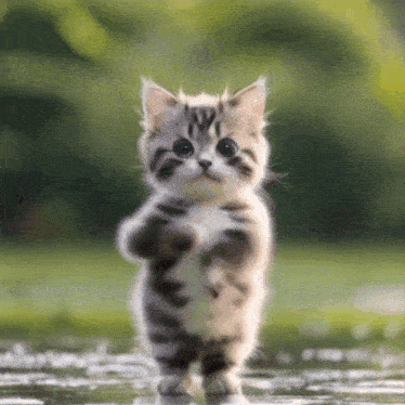 Adorable Kitten Dancing