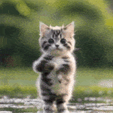 Joseph dimauro上传的GIF
