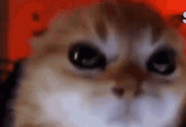 Angry Kitten Angry Kitty Stare