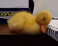 Cute Duckling Wakes Up on Table