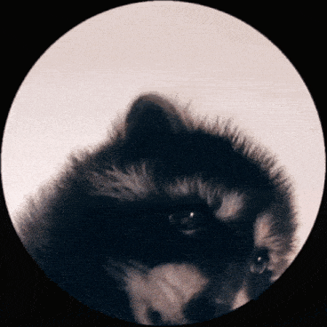 Pedro Raccoon Dance Meme