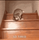 GIF uploaded by tika